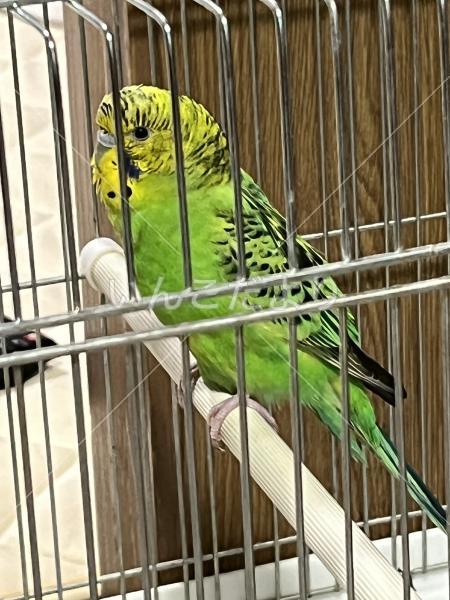 保護鳥の写真
