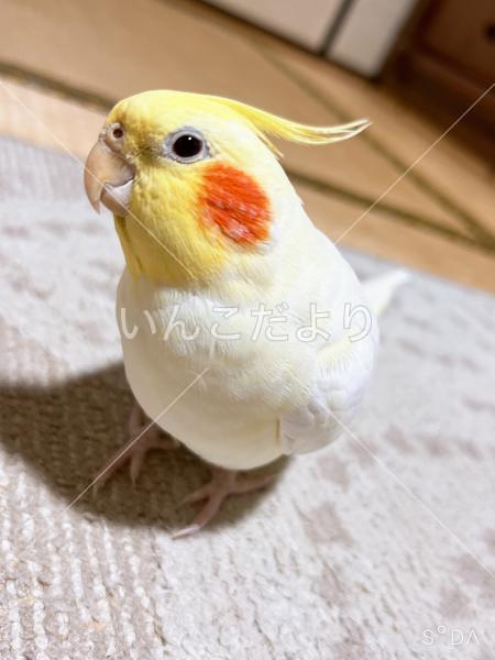 迷い鳥の写真