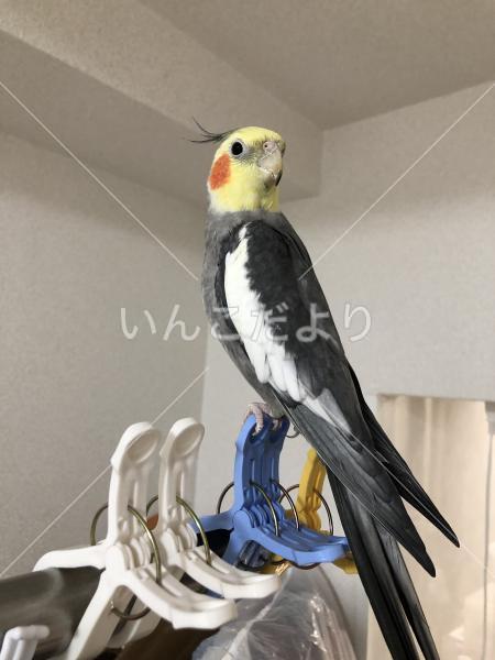 迷い鳥の写真