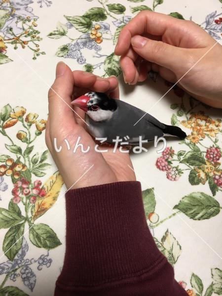 保護鳥の写真