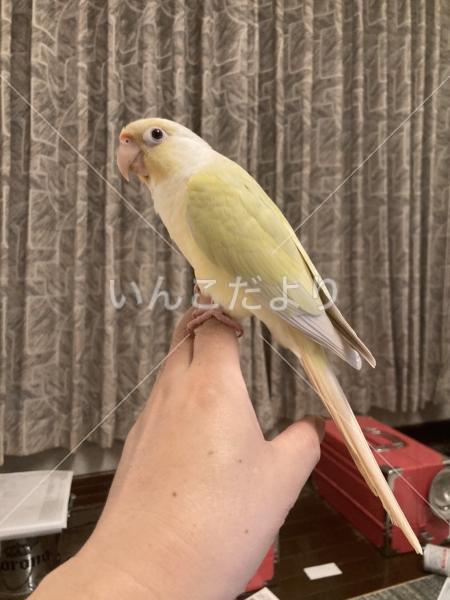 保護鳥の写真
