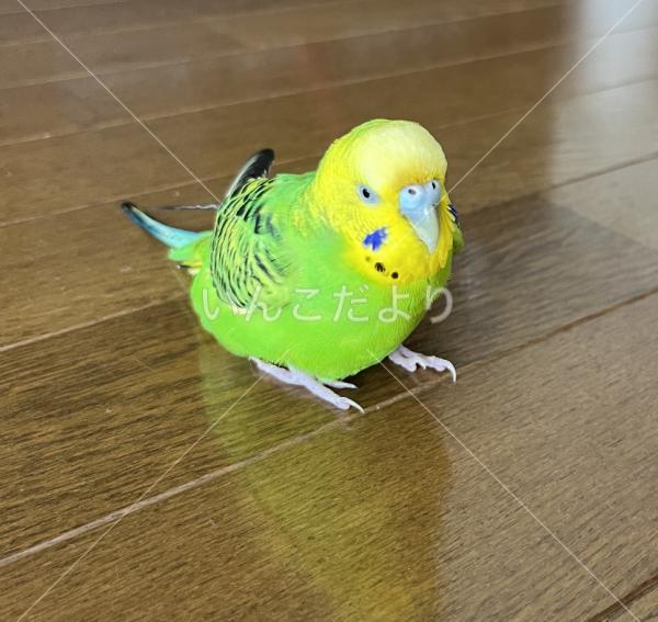 迷い鳥の写真