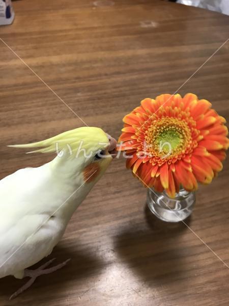 迷い鳥の写真
