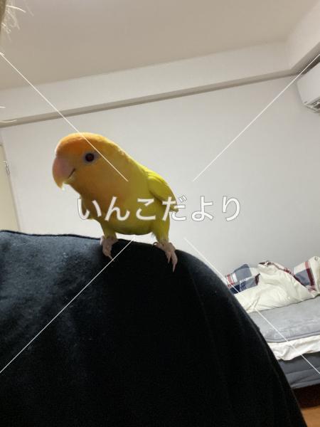 迷い鳥の写真