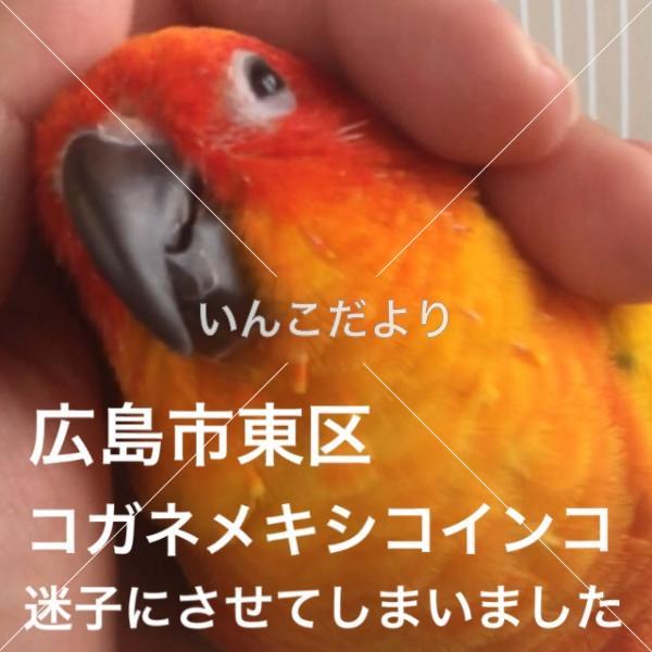 迷い鳥の写真
