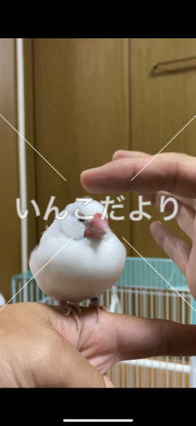 保護鳥の写真