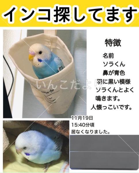 迷い鳥の写真