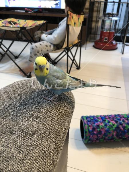 迷い鳥の写真