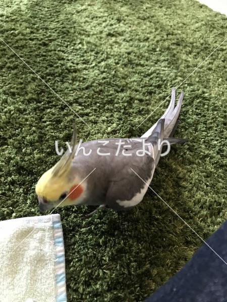 迷い鳥の写真