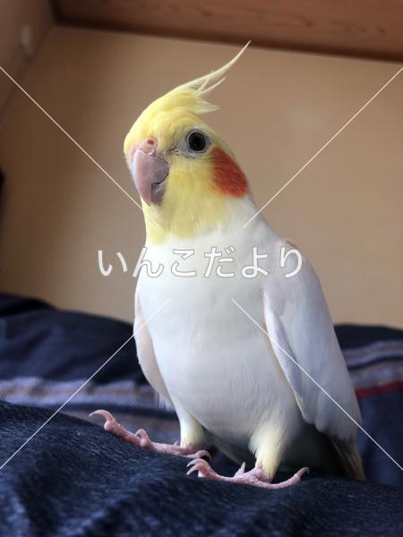 迷い鳥の写真