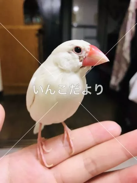 迷い鳥の写真