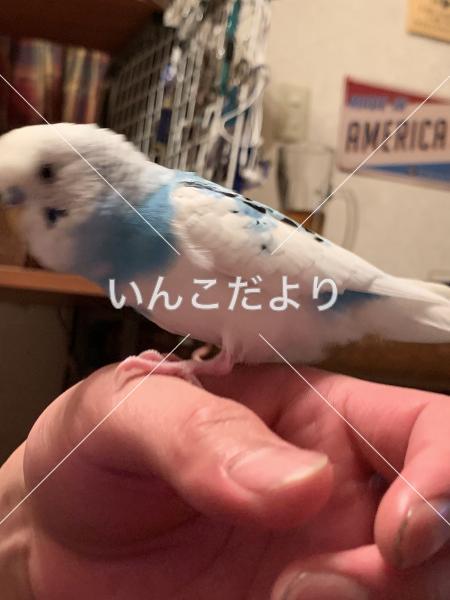 迷い鳥の写真