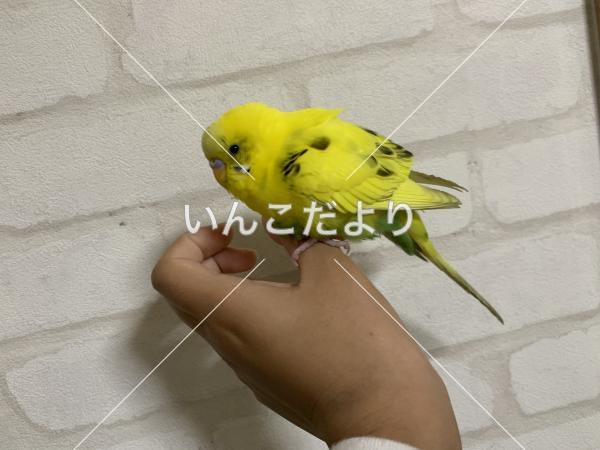 保護鳥の写真