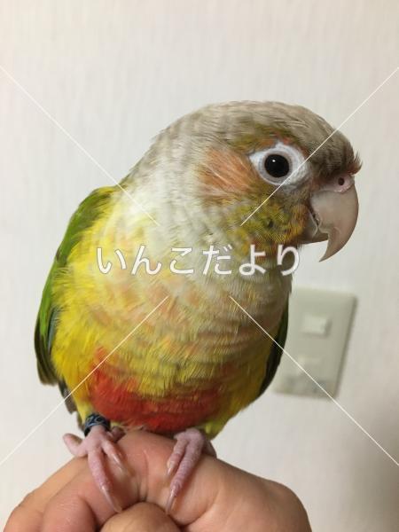 迷い鳥の写真