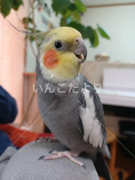 迷い鳥の写真
