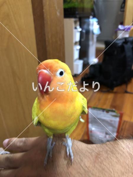 保護鳥の写真