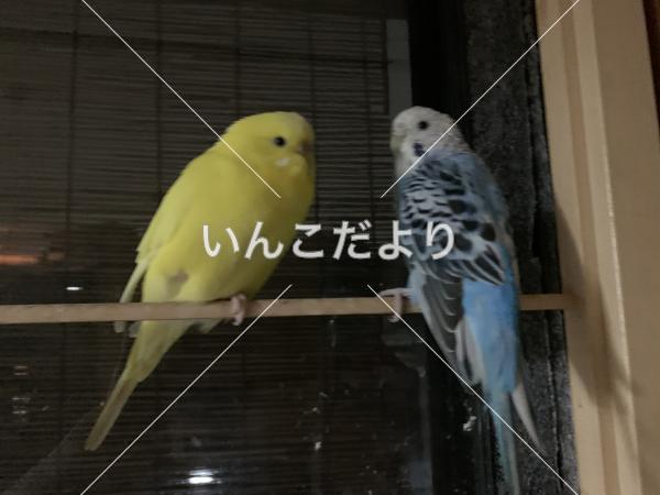 迷い鳥の写真