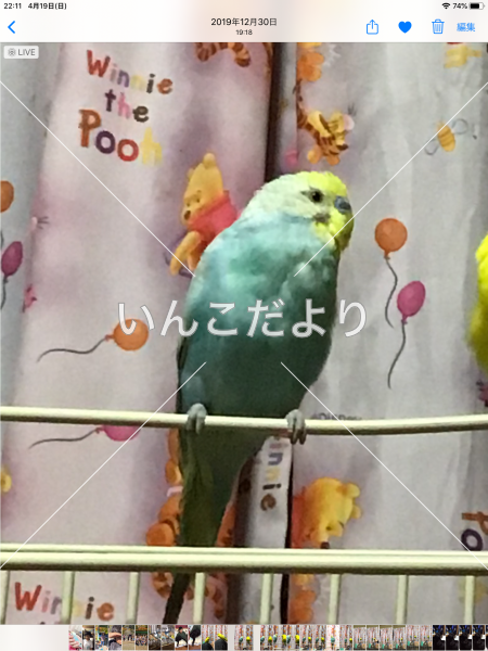 迷い鳥の写真