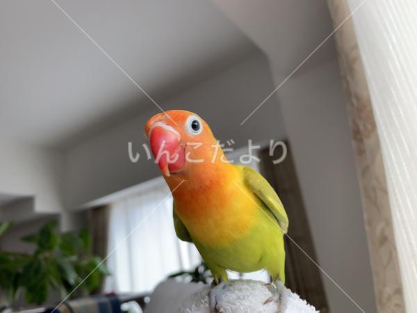 迷い鳥の写真