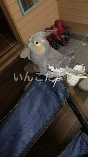 迷い鳥の写真