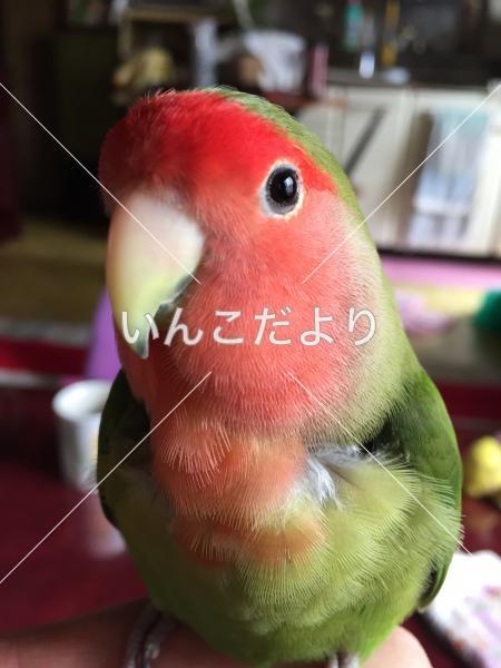迷い鳥の写真