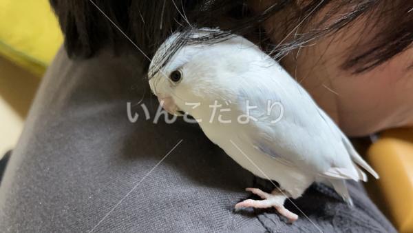 迷い鳥の写真