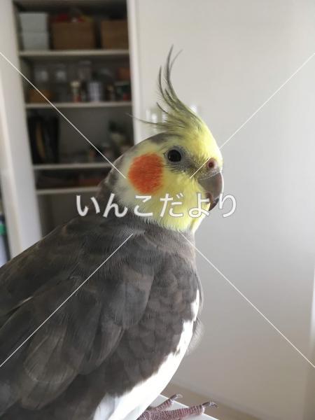 迷い鳥の写真