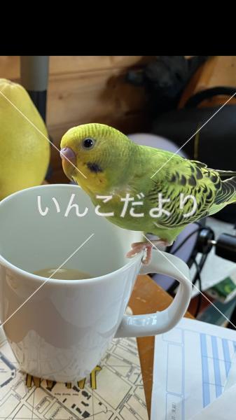 迷い鳥の写真