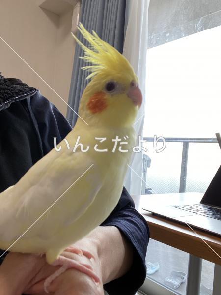 迷い鳥の写真