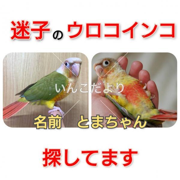 迷い鳥の写真