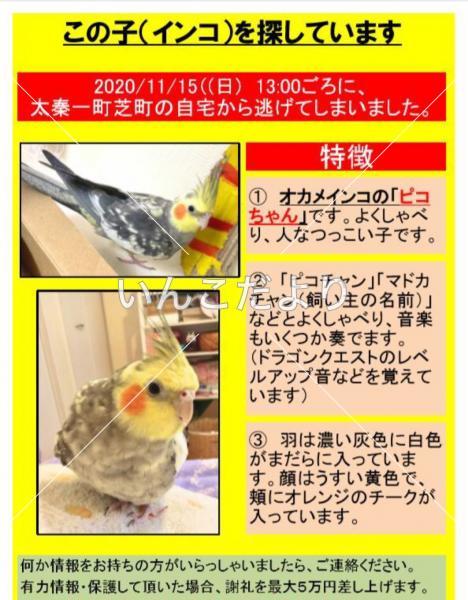 迷い鳥の写真