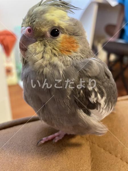 迷い鳥の写真