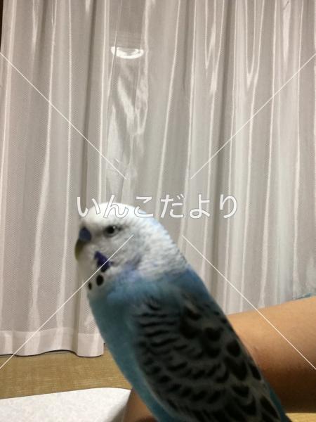 迷い鳥の写真