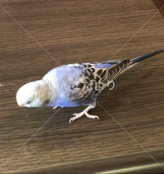迷い鳥の写真