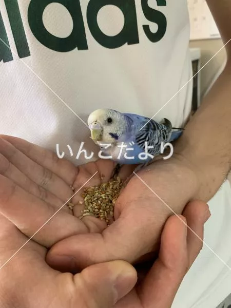 保護鳥の写真