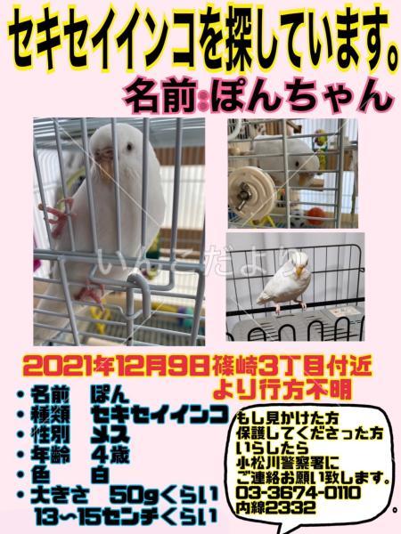 迷い鳥の写真