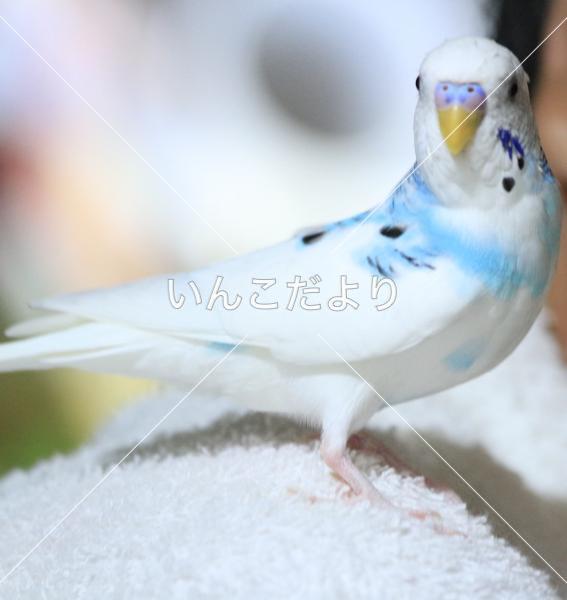 迷い鳥の写真