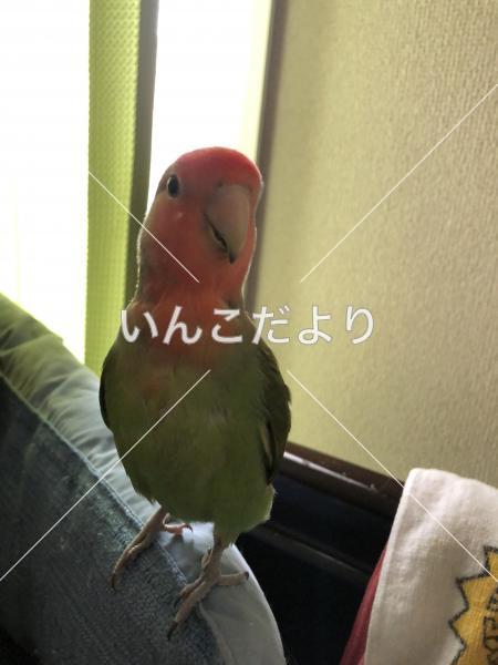 迷い鳥の写真