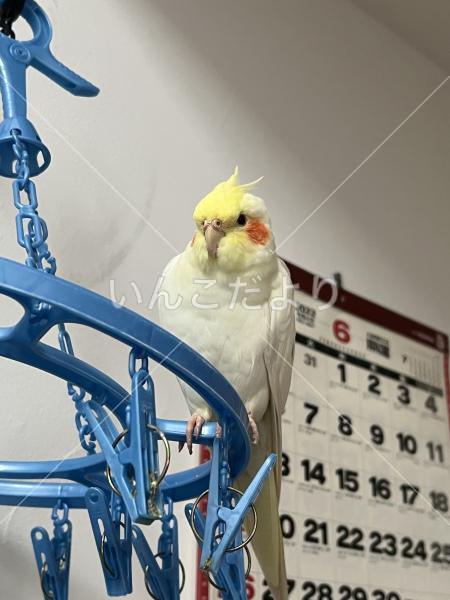 迷い鳥の写真