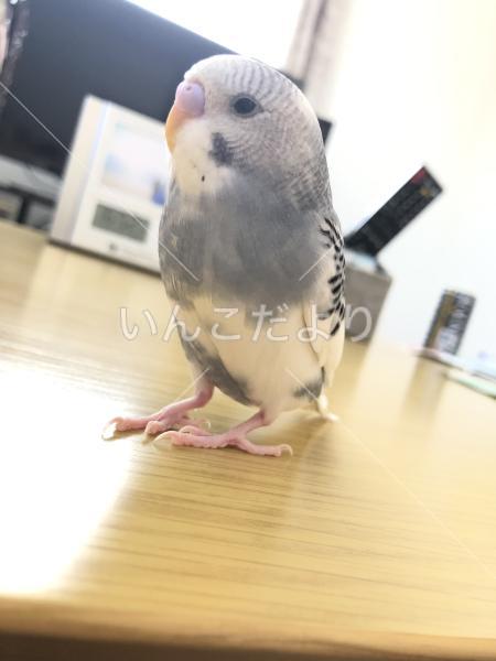 迷い鳥の写真