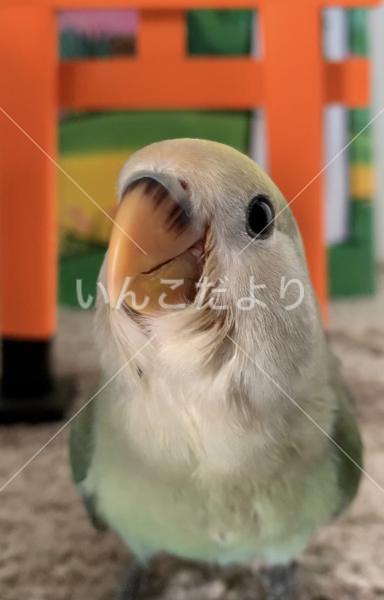 迷い鳥の写真
