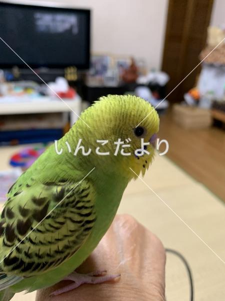 迷い鳥の写真
