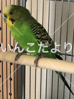 保護鳥の写真