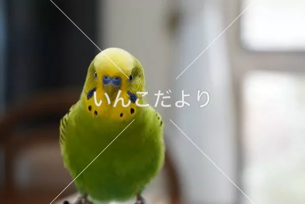 保護鳥の写真