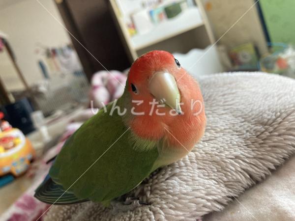 迷い鳥の写真