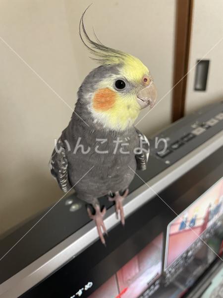 迷い鳥の写真