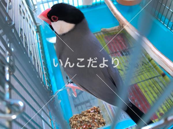 迷い鳥の写真