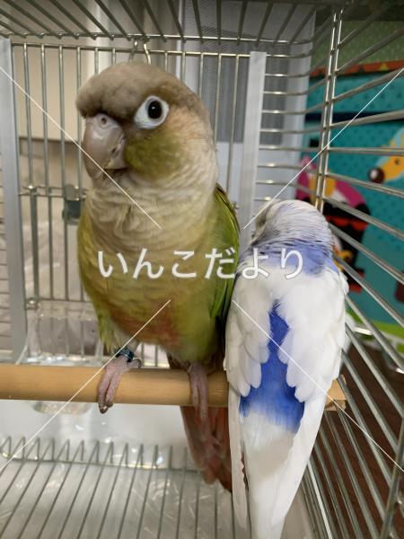 迷い鳥の写真