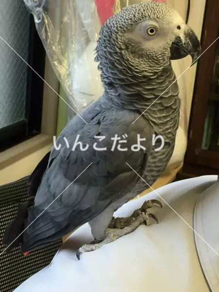 保護鳥の写真