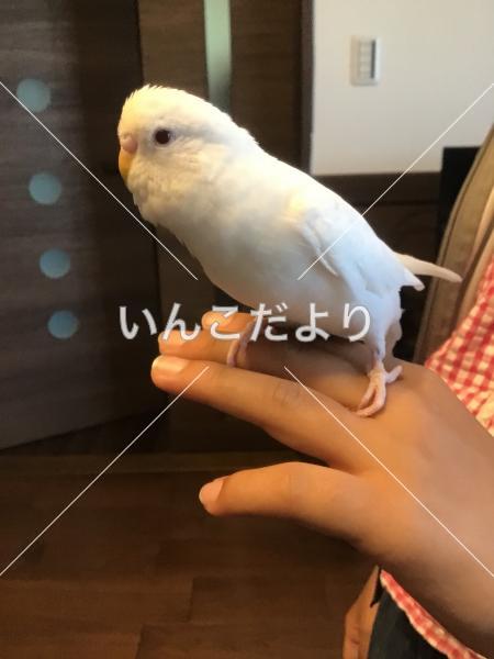 迷い鳥の写真